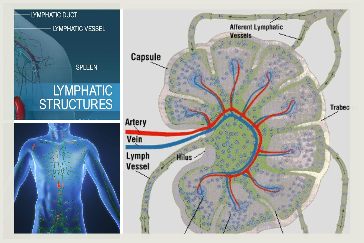 Decongestive Lymphatic Therapy (DLT) Course. Visit the website for more information and other locations